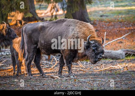 Wisent simile a bufala in un parco nazionale nella foresta bavarese in una giornata d'autunno soleggiato d'oro, Germania Foto Stock