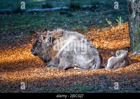 Wisent simile a bufala in un parco nazionale nella foresta bavarese in una giornata d'autunno soleggiato d'oro, Germania Foto Stock