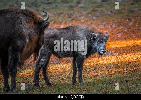 Wisent simile a bufala in un parco nazionale nella foresta bavarese in una giornata d'autunno soleggiato d'oro, Germania Foto Stock