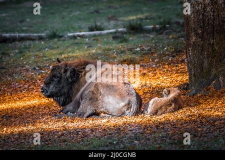 Wisent simile a bufala in un parco nazionale nella foresta bavarese in una giornata d'autunno soleggiato d'oro, Germania Foto Stock