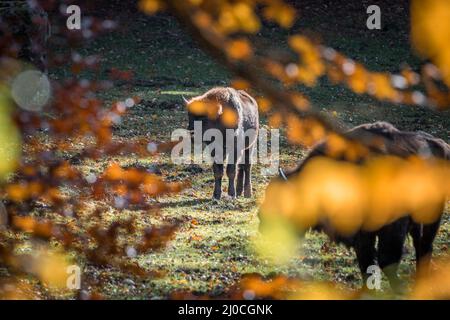 Wisent simile a bufala in un parco nazionale nella foresta bavarese in una giornata d'autunno soleggiato d'oro, Germania Foto Stock