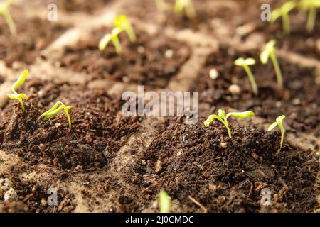 Piantine di sedano minuscoli con cotiledoni e foglie prime vere, primo piano. Sedano o piante di sedano in vassoio di inseminazione con terreno di potting, all'interno Foto Stock