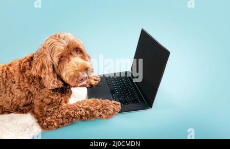 Cane che usa il computer portatile su sfondo colorato. Il cane Labradoodle femminile, marrone o arancione, guarda verso l'alto la fotocamera con le zampe sul notebook. Anim Foto Stock