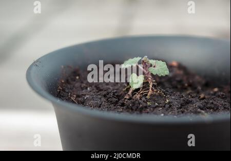 Giovane pianta di menta in flowerpot all'esterno sul patio o balcone. Primo piano di piccola piantina di gattini. Noto anche come catswort, catwort e catar Nepeta Foto Stock