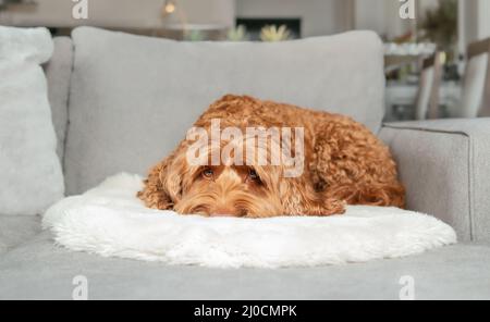 Cane assonnato sdraiato sul divano e guardando la macchina fotografica. Cane labradoodle marrone femminile in soggiorno moderno su un divano grigio. Questing, scowling o accigliarsi bod Foto Stock