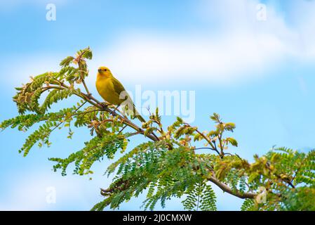 Primo piano di selvaggio canarino passerino uccello arroccato Foto Stock