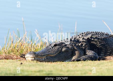 Molto grande coccodrillo americano mississippiensis crogiolarsi sul lato di un laghetto Foto Stock