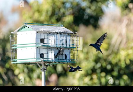 Viola martin uccelli Progne subis volare e pesce persico intorno a un birdhouse Foto Stock