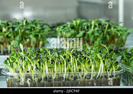 Succosa giovani tiri di micro-verde da vicino. Semi crescenti in una serra. Fattoria micro-verde. Produzione di nutr vitaminico rispettoso dell'ambiente Foto Stock