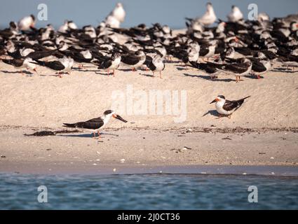 Gregge di nero sterne skimmer Rynchops niger sulla spiaggia di Clam Pass Foto Stock