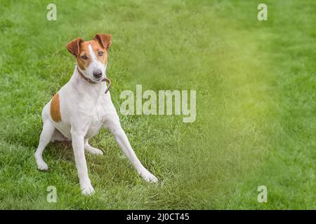 Liscio volpe terrer seduto in un erba, cane felice Foto Stock