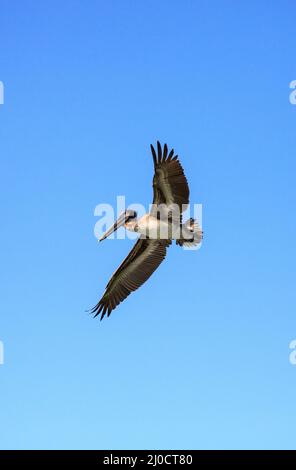 Brown pelican Pelecanus occidentalis vola sopra l'oceano a Delnor-Wiggins Pass parco dello stato Foto Stock