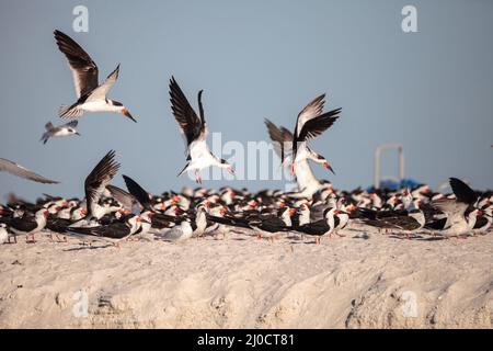 Gregge di nero sterne skimmer Rynchops niger sulla spiaggia di Clam Pass Foto Stock