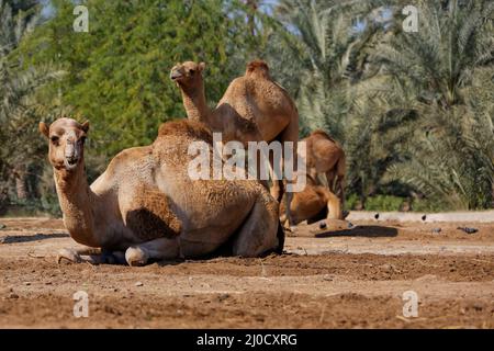 Royal Camel Farm. Regno del Bahrein. Foto Stock