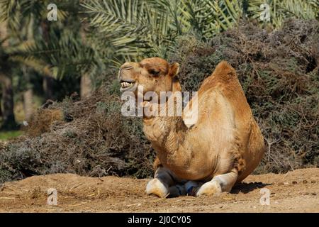 Royal Camel Farm. Regno del Bahrein. Foto Stock