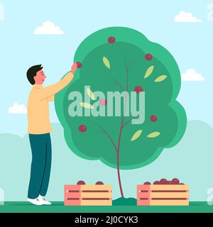 L'uomo sta raccogliendo le mele. Un essere umano vicino ad un albero di mele con le scatole. Persone attive lavorano nella fattoria in giardino. Stagione di frutta in autunno. Vettore piatto il Illustrazione Vettoriale