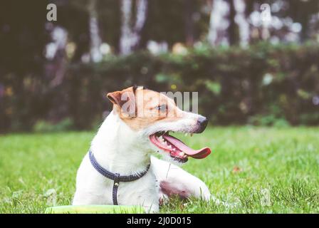 Il cane felice giace sull'erba riposa dopo l'allenamento attivo con disco volante Foto Stock