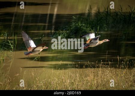 Un paio di oche egiziane battenti in Turauen, Svizzera Foto Stock