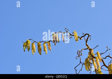 Albero di nocciole fiorente dal basso contro un cielo blu Foto Stock