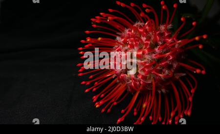 Primo piano di un fiore protea rosso brillante che mostra dettagli molto chiari Foto Stock