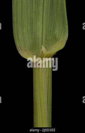 Lettino comune (Elymus repens). Closeup con guaina in ligule e foglie Foto Stock
