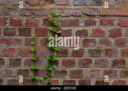 Muro di cotto antico tempo che mostra arrampicata verde fogliame crescita Foto Stock