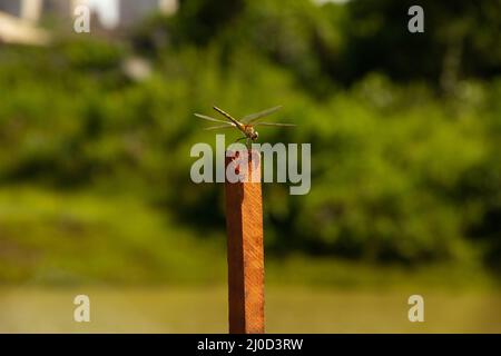 Goiânia, Goias, Brasile – 17 marzo 2022: Una libellula arroccata, crogiolandosi al sole, su un bastone, con uno sfondo sfocato. Foto Stock