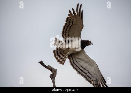 Aquila di serpente nera (Circaetus pectoralis) 13873 Foto Stock