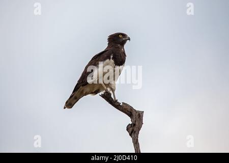Aquila di serpente nera (Circaetus pectoralis) 13869 Foto Stock