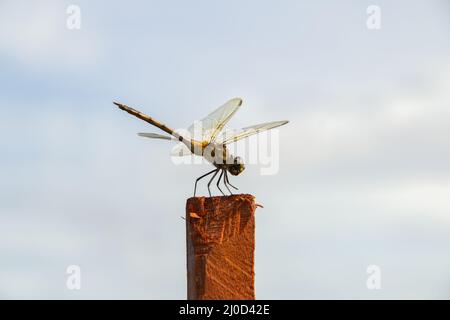 Goiânia, Goias, Brasile – 17 marzo 2022: Una libellula arroccata, crogiolandosi al sole, su un posatoio, con il cielo sullo sfondo. Foto Stock