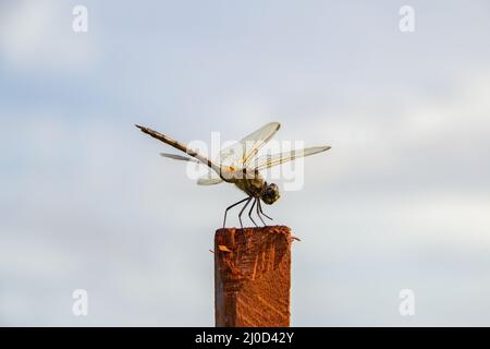 Goiânia, Goias, Brasile – 17 marzo 2022: Una libellula arroccata, crogiolandosi al sole, su un posatoio, con il cielo sullo sfondo. Foto Stock