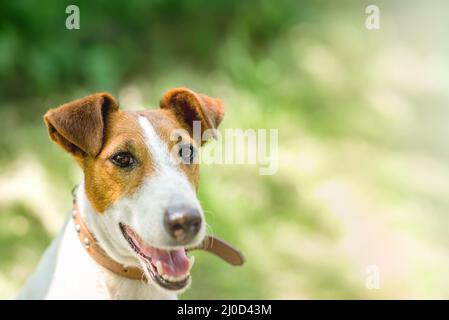 Liscio volpe terrer seduto in un erba, cane felice Foto Stock