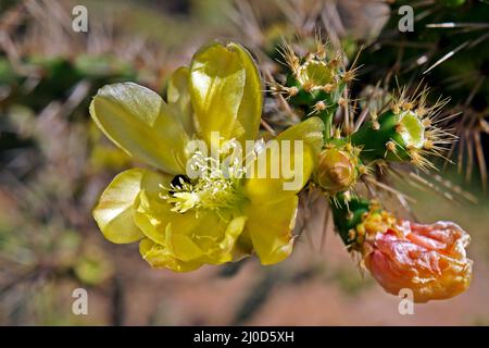 Fiore di cactus giallo sul giardino del deserto Foto Stock