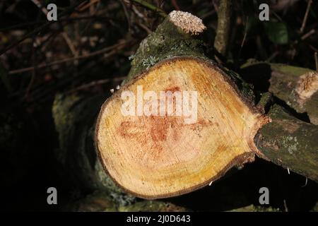 Primo piano della fine di un ceppo da un albero segato che mostra gli anelli di crescita nel legno. Foto Stock