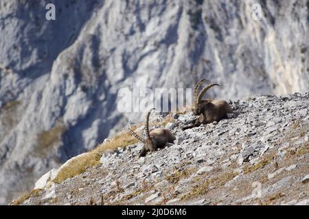 Due vecchi capricorni Foto Stock