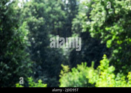 gocce di pioggia lunghe e veloci che cadono in foresta verde a. condizioni di sole e vento Foto Stock