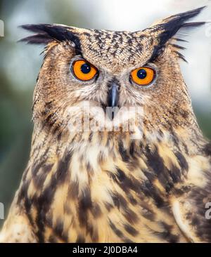 Occhi rossi di Gufo dell'aquila Eurasiana Foto Stock