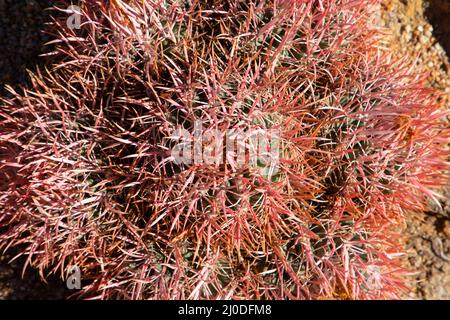 Cottontop Cactus (Echinocactus policephalus), Alabama Hills Recreation Area, Bishop District Bureau of Land Management, California Foto Stock