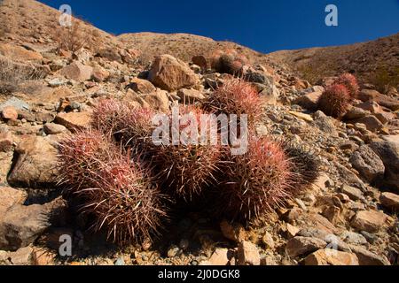 Cottontop Cactus (Echinocactus policephalus), Area Naturale del Canyon di Afton, California Foto Stock