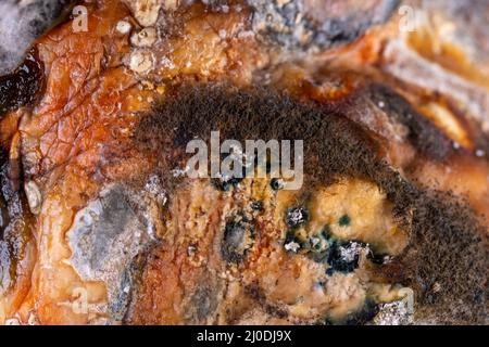 Texture di vari muffe velenose, spore, funghi su frutta, macro. Ricerca biologica e medica. Fungo con muffa su frutta. Forgi su cibo. Veleno foo cattivo Foto Stock