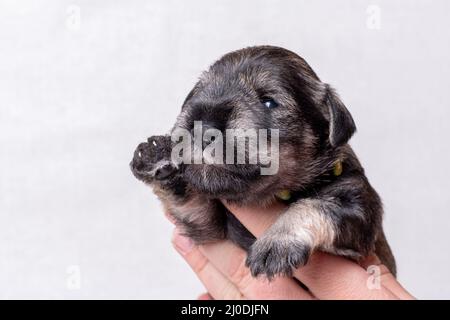 Un piccolo cucciolo neonato in mano al proprietario. Ritratto di un piccolo cucciolo cieco in miniatura schnauzer su sfondo bianco. Cura degli animali domestici. Giornata nazionale dei cuccioli Foto Stock