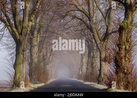 nebbia e nebbia in un viale d'autunno Foto Stock