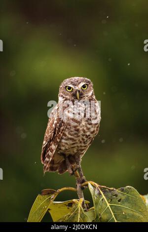 Su un piccolo albero, un adulto scavando owl Athene cunicularia posatoi Foto Stock