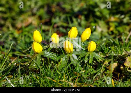 un inverno giallo fiori primavera Foto Stock