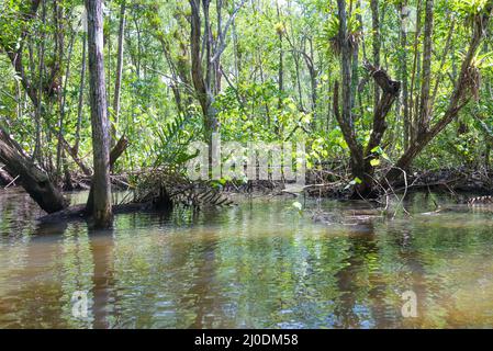 Enormi mangrovie naturali con un'ampia foresta verde Foto Stock