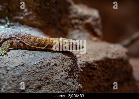 Pilbara rock monitor su una roccia allo Zoo di Zurigo in Svizzera Foto Stock