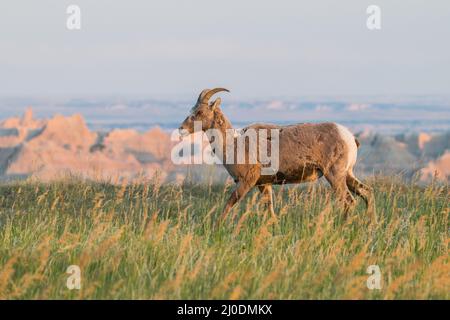 Pecora di Bighorn con una vista delle terre di tasso sullo sfondo. Foto Stock