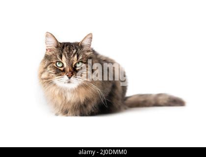Gatto soffice guardando la macchina fotografica mentre si accovacciano o si siedono sul pavimento. gatto tabby senior di 16 anni con occhi verdi e lunghi sussurri. Corpo intero Foto Stock