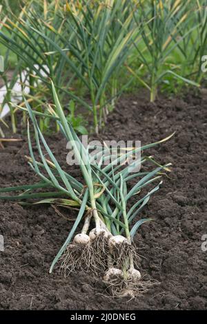 Bulbi di aglio appena raccolti su un terreno Foto Stock