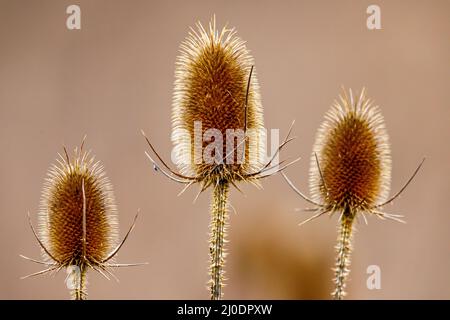 Un dipsacus Fullonum karden in autunno Foto Stock